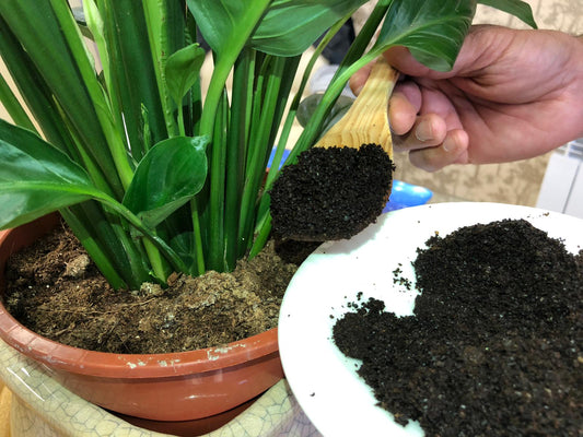 +15 Ways to Reuse Coffee Grounds at Home